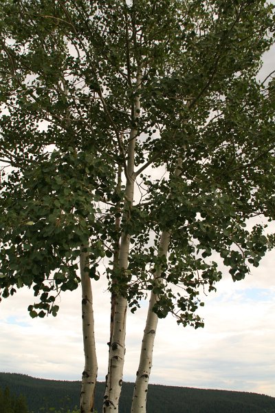 Trip (69).JPG - A beautiful birch tree in the park.